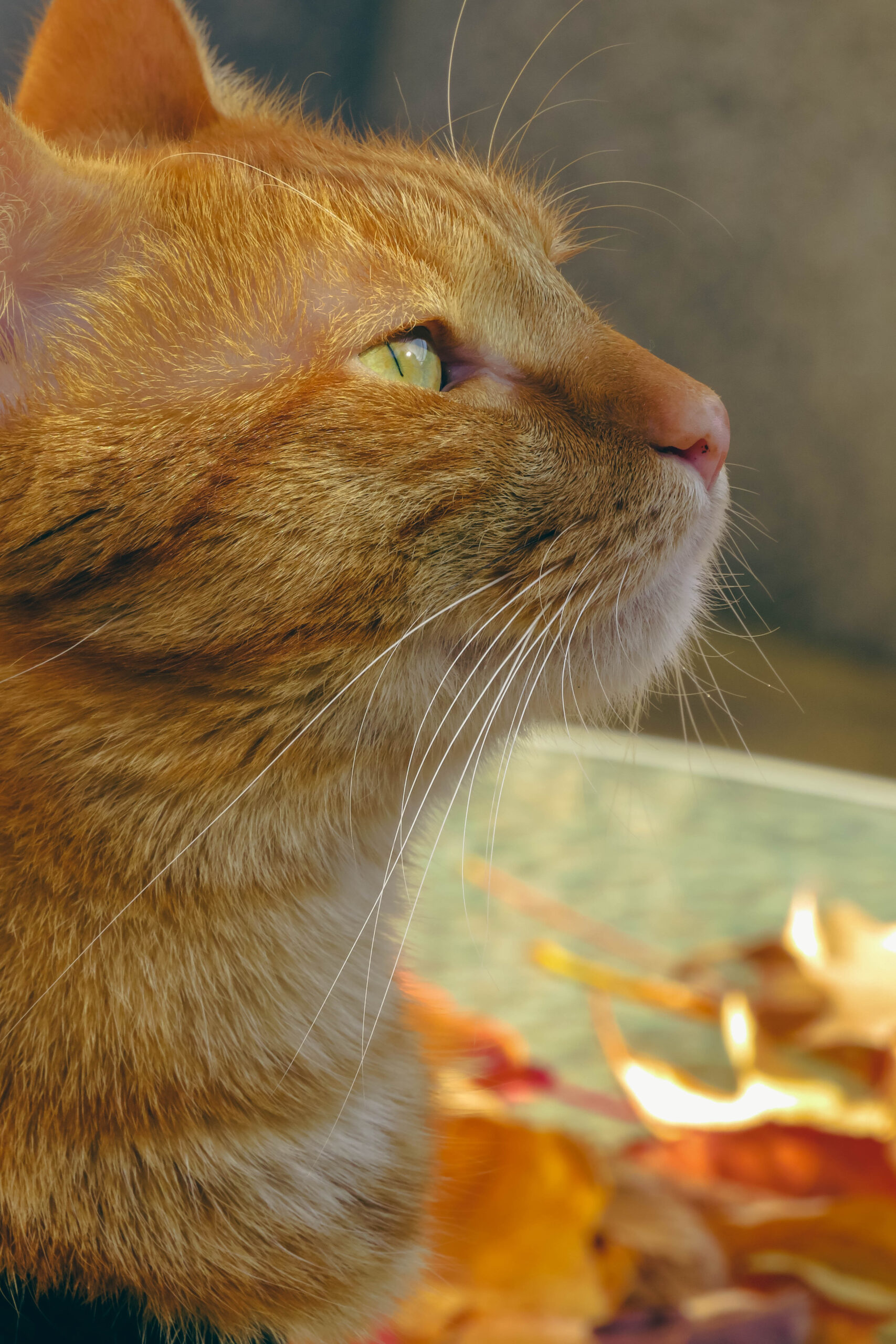 Mascota 8