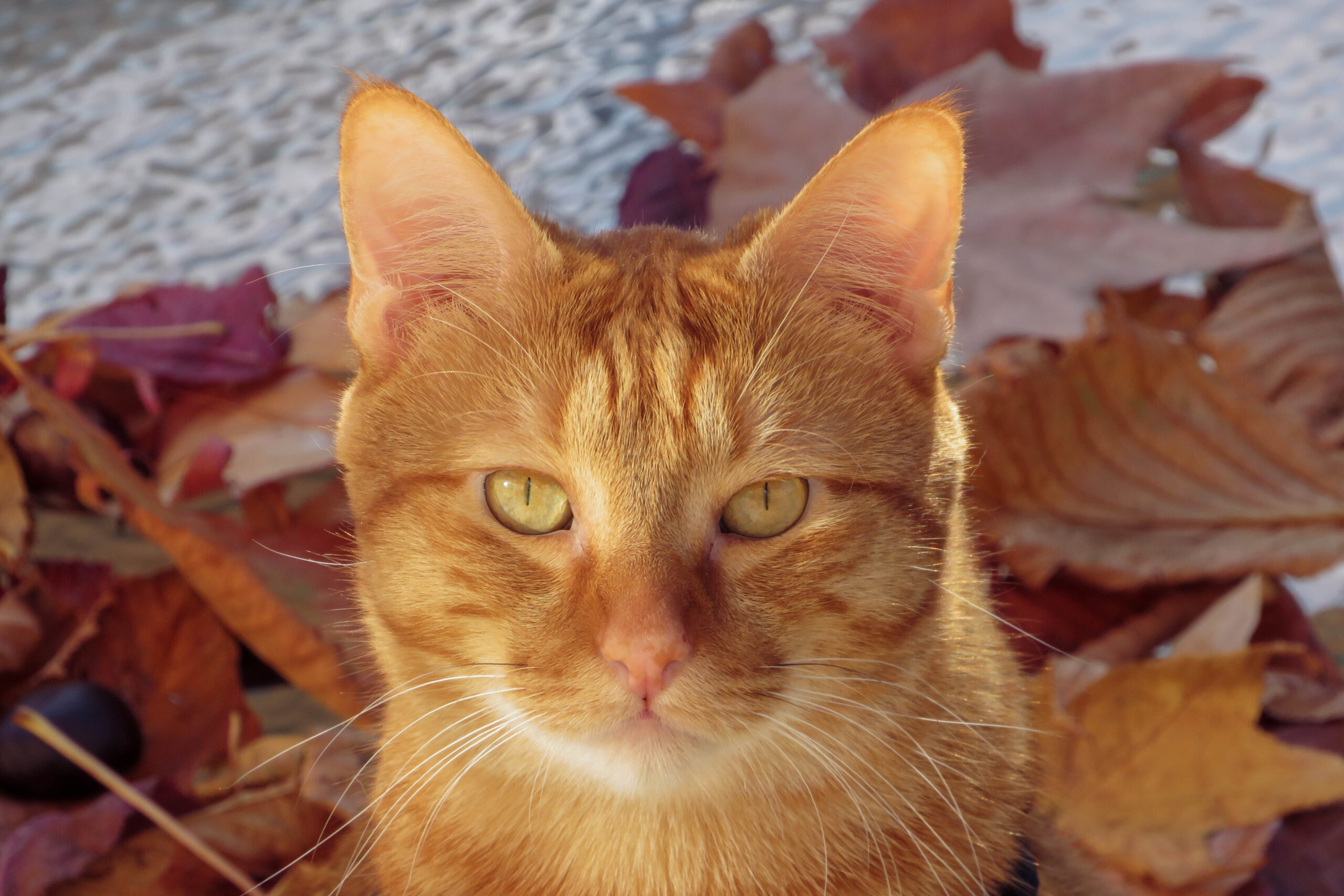 Mascota 10