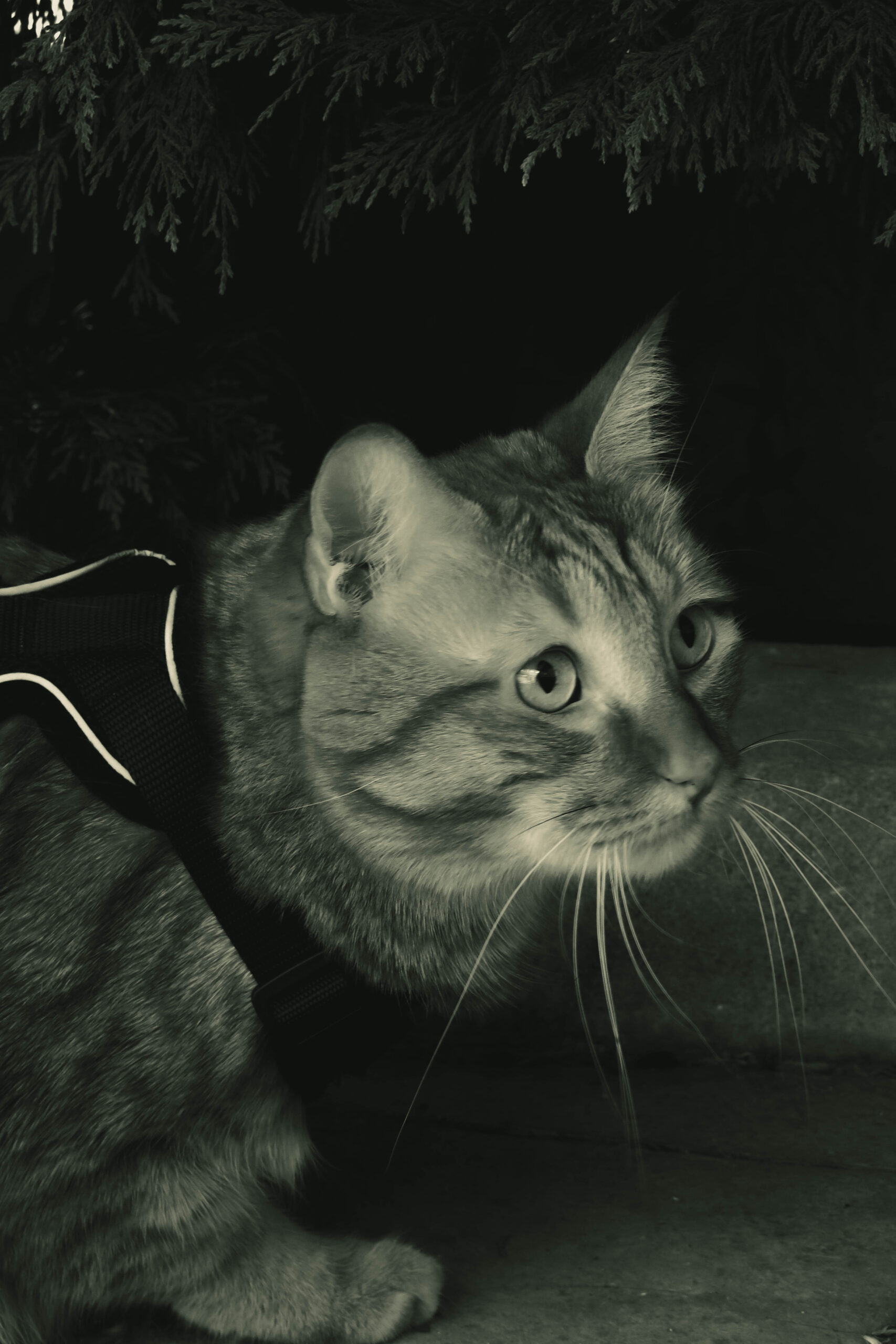 Mascota 11