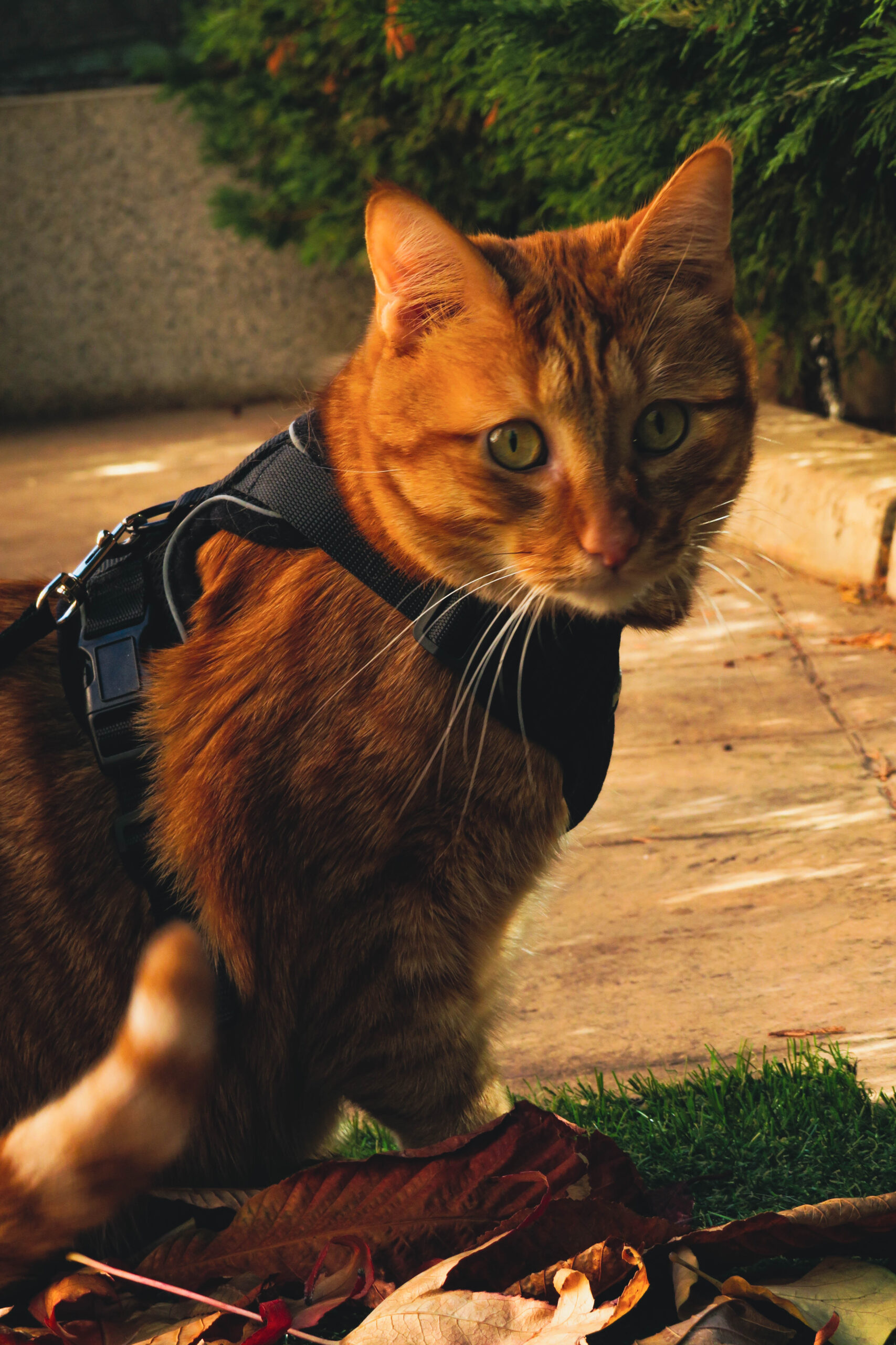 Mascota 12